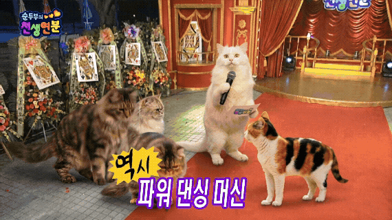 순두부의 천생연분 GIF