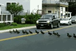 walking duck GIF by Cheezburger