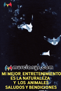 Amigos Flores GIF by Murcianys LLC