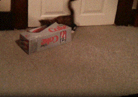 Cat Chasing GIF