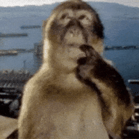 Monkey Irq GIF by Bashar