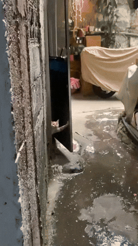 imelman giphyupload GIF