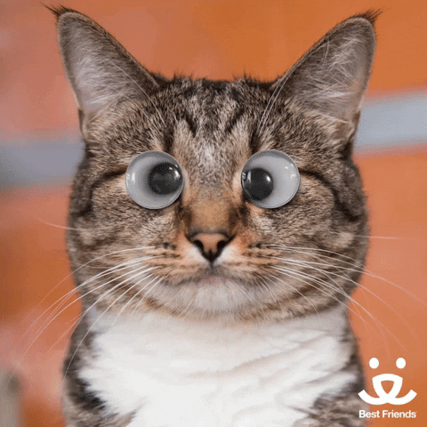 Digital art gif. An image of a real brown and white cat has rolling confused googly eyes superimposed over its eyes. 