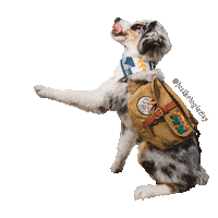 justbeingfarley dog wave backpack tot Sticker