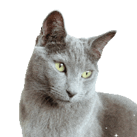 ekekeklunagarcia cats cute cat rizz taylorswift Sticker