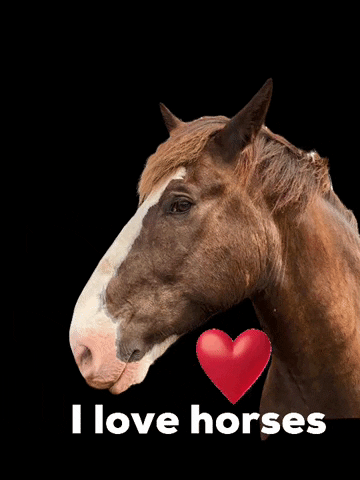 hakubaldwincenter hbc i love horses ilovehorses hakubaldwin GIF