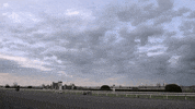 alltech horse GIF