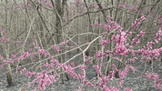 Flowers Burn GIF by Trevor Anderson