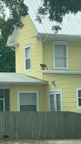 Monkey Spotted on Roof of Home in Central Florida
