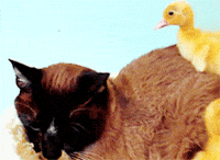 wake up duck GIF