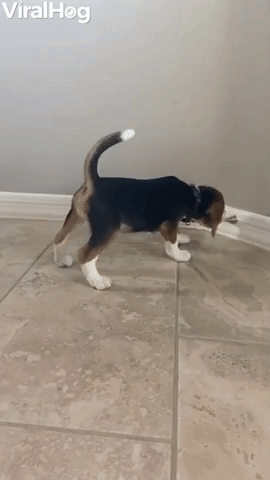 Adorable Beagle Puppy vs. Doorstop