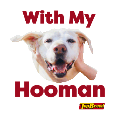 UniversalRobinaCorporation giphyupload doggo pupper dogmom Sticker