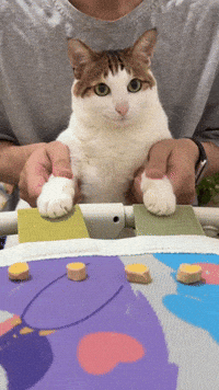 Baobao GIF