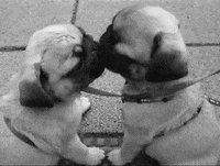 Dogs Love GIF