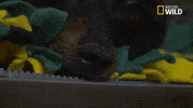 dr pol dog GIF by Nat Geo Wild 