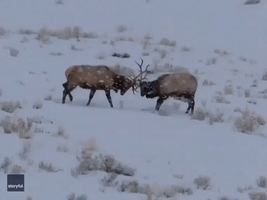 'Giant' Bull Elk Lock Antlers in Snowy Montana