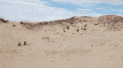 sub pop yes GIF by Sub Pop Records
