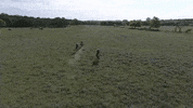 texas GIF