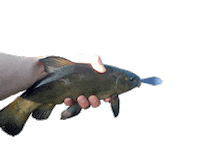 Fish Balloon Sticker