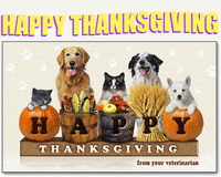happy thanksgiving GIF