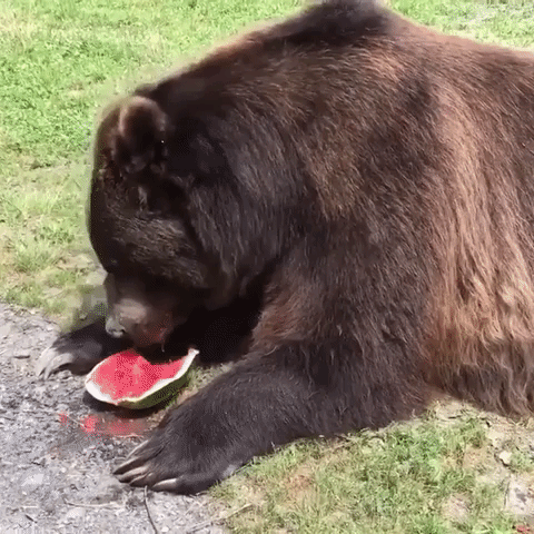 Bears Tuck Into Some Juicy Watermelon