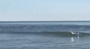 Beach Goers Capture Footage of Shark Jumping Out of the Water