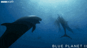 blue planet lol GIF by BBC Earth
