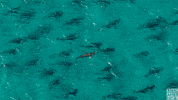 blue planet sharks GIF by BBC America