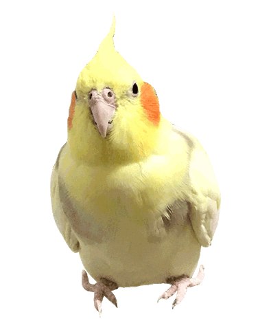 cototoc giphyupload bird 鳥 cockatiel Sticker