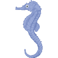 Sea Horse Summer Sticker
