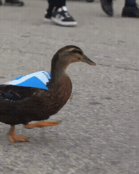Scotland Football GIF by Respective