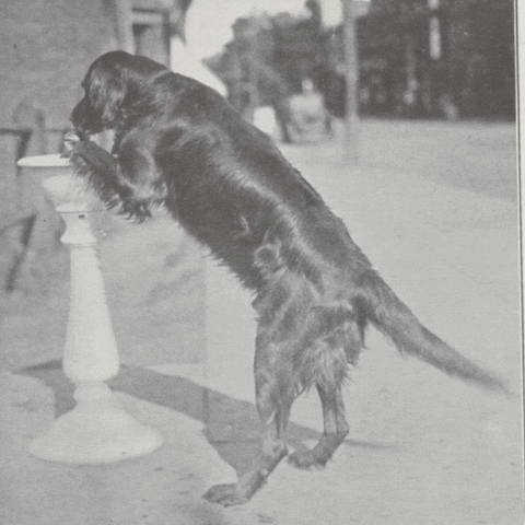 Dog Drinking GIF