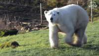 Polar Bear Undergoes Dental Surgery to Fix Broken Tooth at Wildlife Park