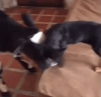 Puppy Enjoys Playtime With Baby Cow