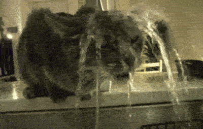 lol cats GIF