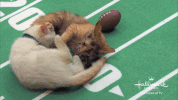 HallmarkChannel kittenbowl GIF