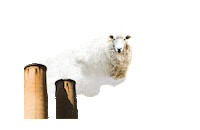 42-BELOW environment sheep vodka climate Sticker