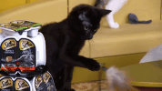 Cat GIF by Puppy Bowl
