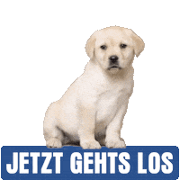 Hundkatzemaus Sticker by christianehrlichofficial