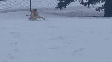 Dog Bounds Excitedly Through Fresh Utah Snow
