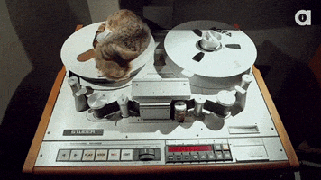 lil bub GIF by Internet Cat Video Festival