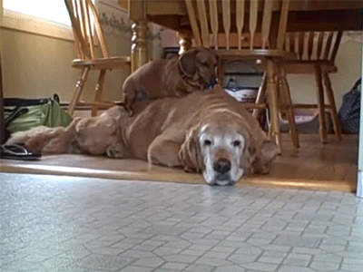 dogs GIF by Digg