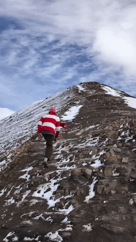 CampoAlpaca giphygifmaker mountain peru campo GIF