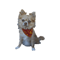 Chihuahua Harry Potter Dog Sticker by Geekster Pets