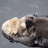 Otters GIF by ViralHog