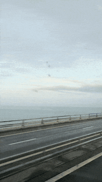 Great Danes Denmark GIF