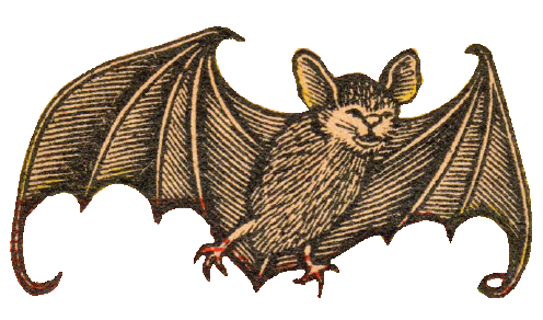 Tsungel giphyupload flying bat tsungel Sticker