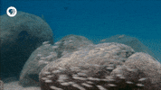 pbs adventure GIF by EARTH A New Wild