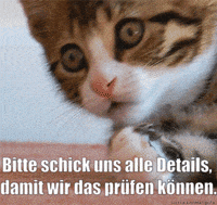 unsereoebb cat katze oebb weltkatzentag GIF
