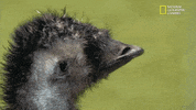 the incredible dr pol season 12 episode 8 GIF by Nat Geo Wild 